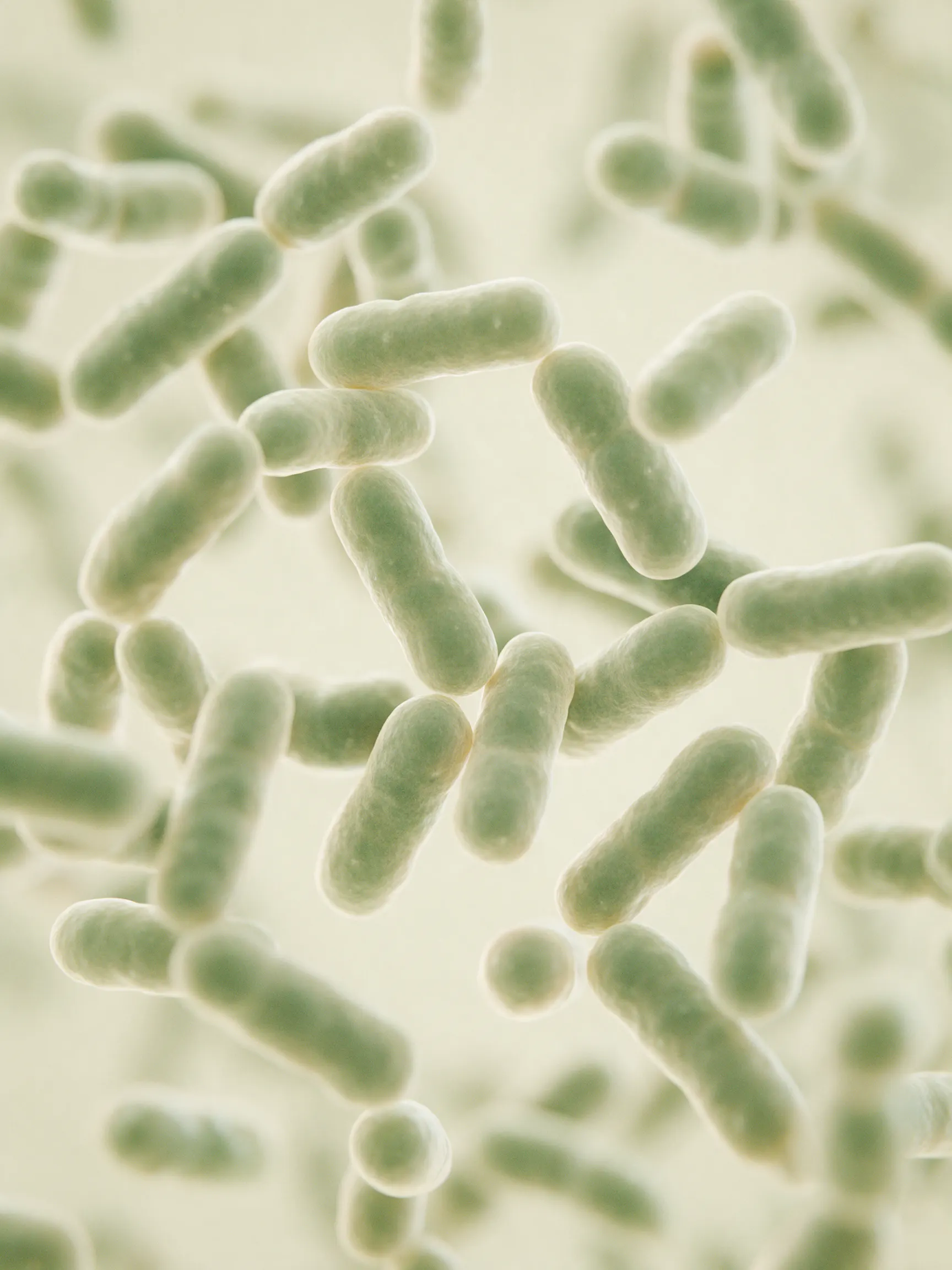 Bacterias en forma de bastón vistas al microscopio